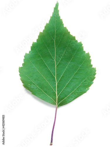 A Leaf of a Birch