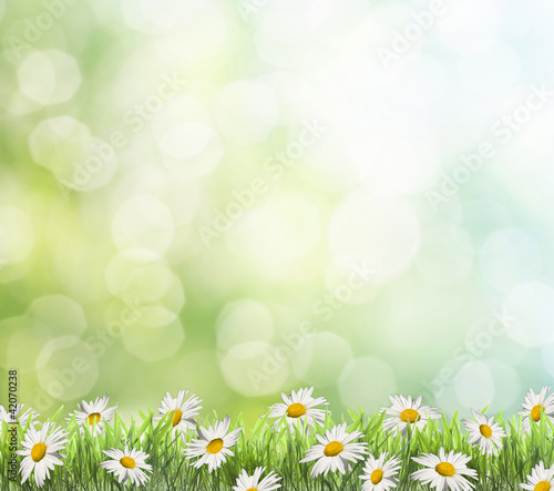 Daisies on spring background.