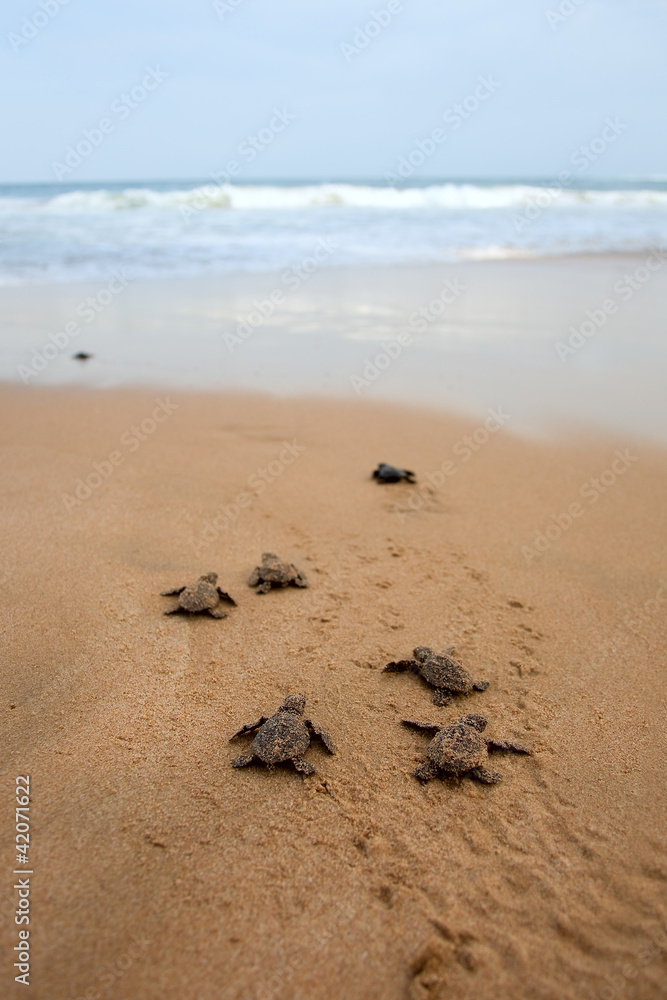Obraz premium Loggerhead sea turtle emergence
