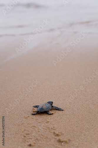 Newly hatched baby Loggerhead  turtle toward the ocean © foryouinf