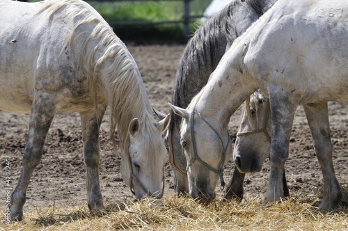 Herd of horses in feeding