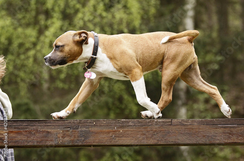 Staffortshire Bullterrier