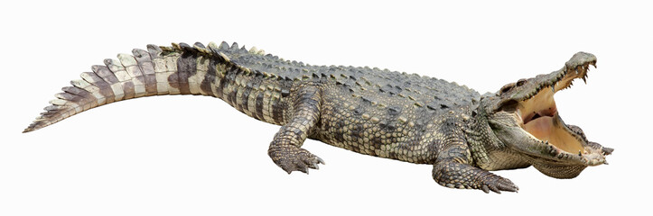 Handdoek met foto Krokodil Aziatische krokodil in natuur  © anekoho