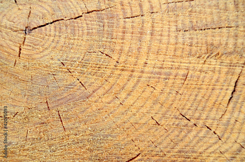 Fototapeta premium Background Texture Of Freshly Cut Wood
