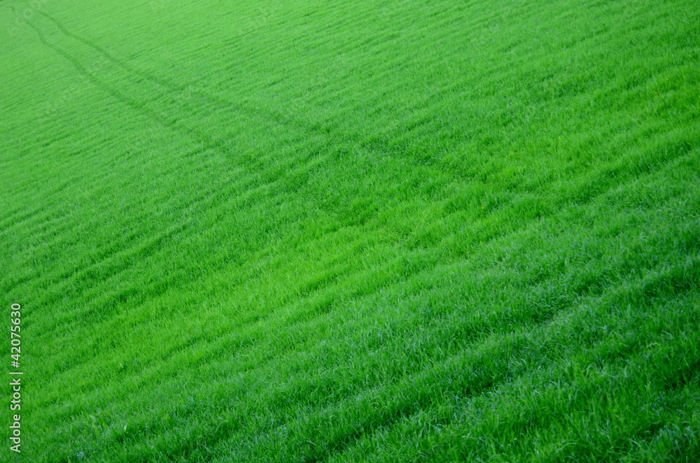 Diagonal Tracks Through A Lush Green Field Of Grass