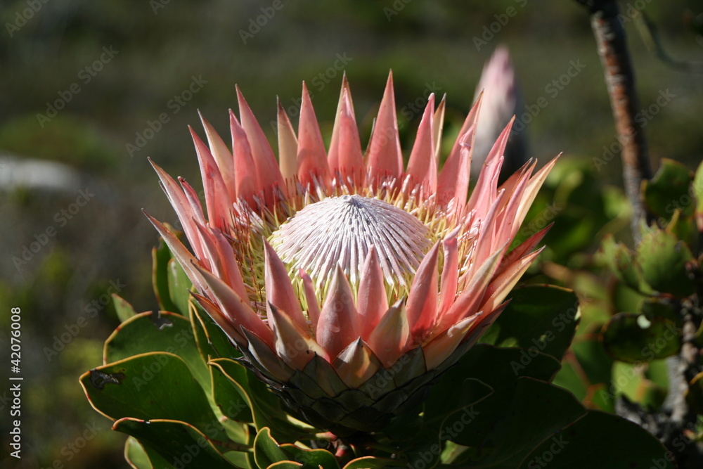 Obraz premium Königsprotea
