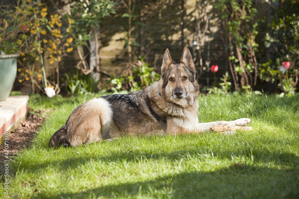 German Shepherd Dog laid on grass