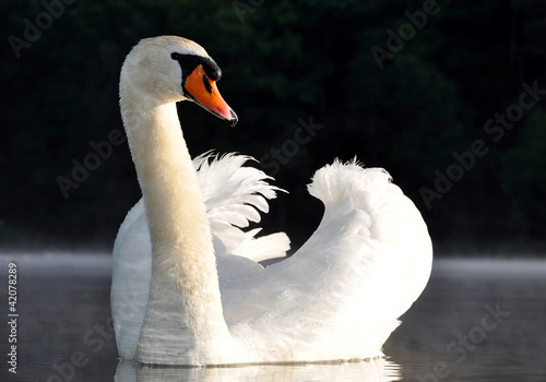 swan on the lake #42078289
