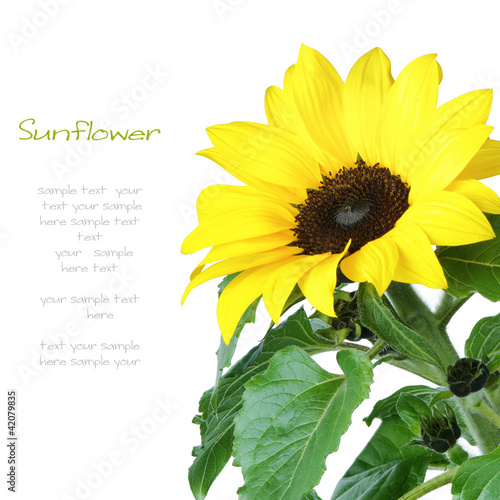 Fototapeta Naklejka Na Ścianę i Meble -  Sunflower isolated on white