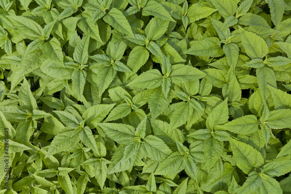 plant background plant background