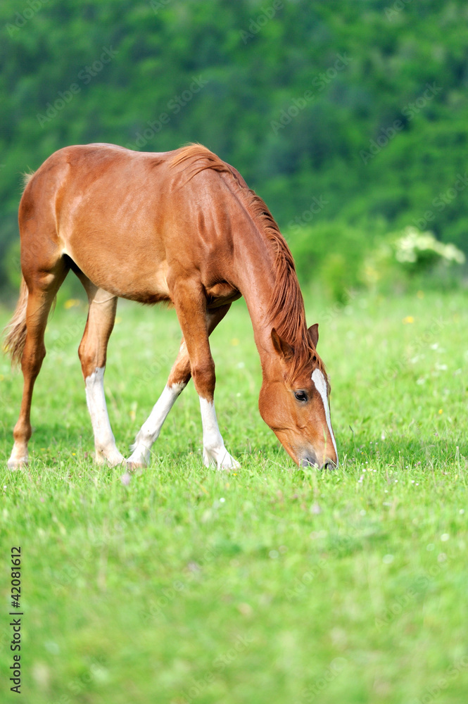 Fototapeta premium Horse