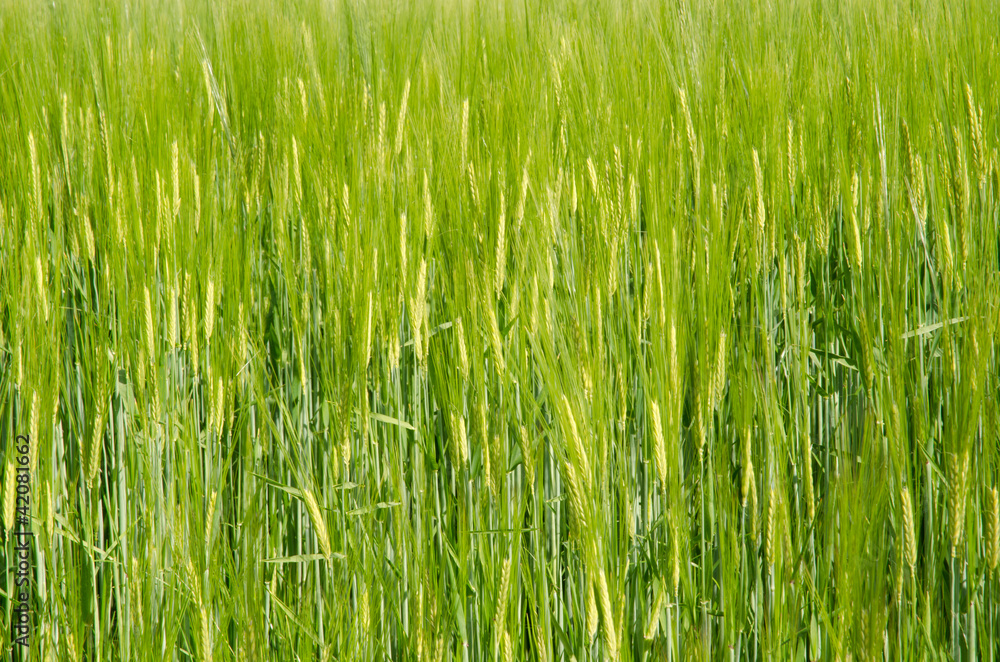 Obraz premium Nasiona w tle