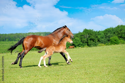 Horses © byrdyak