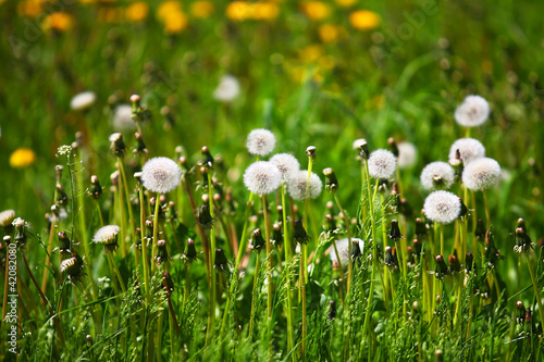 White air dandelions