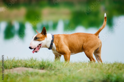 Foto A cute male bull terrier standing by the water