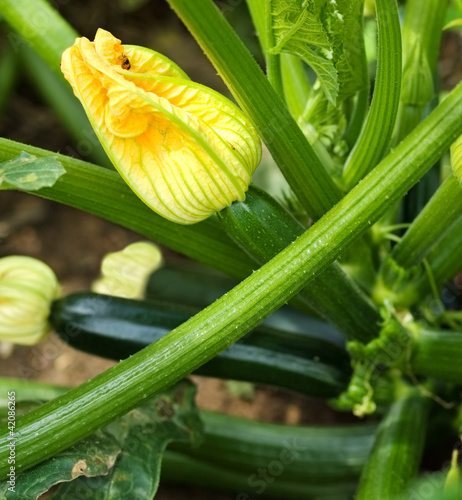 female flower organic zucchini healthy gardening and lifestyle