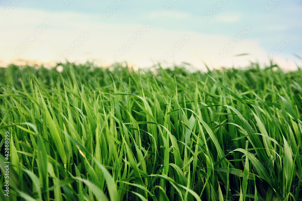 grass grass