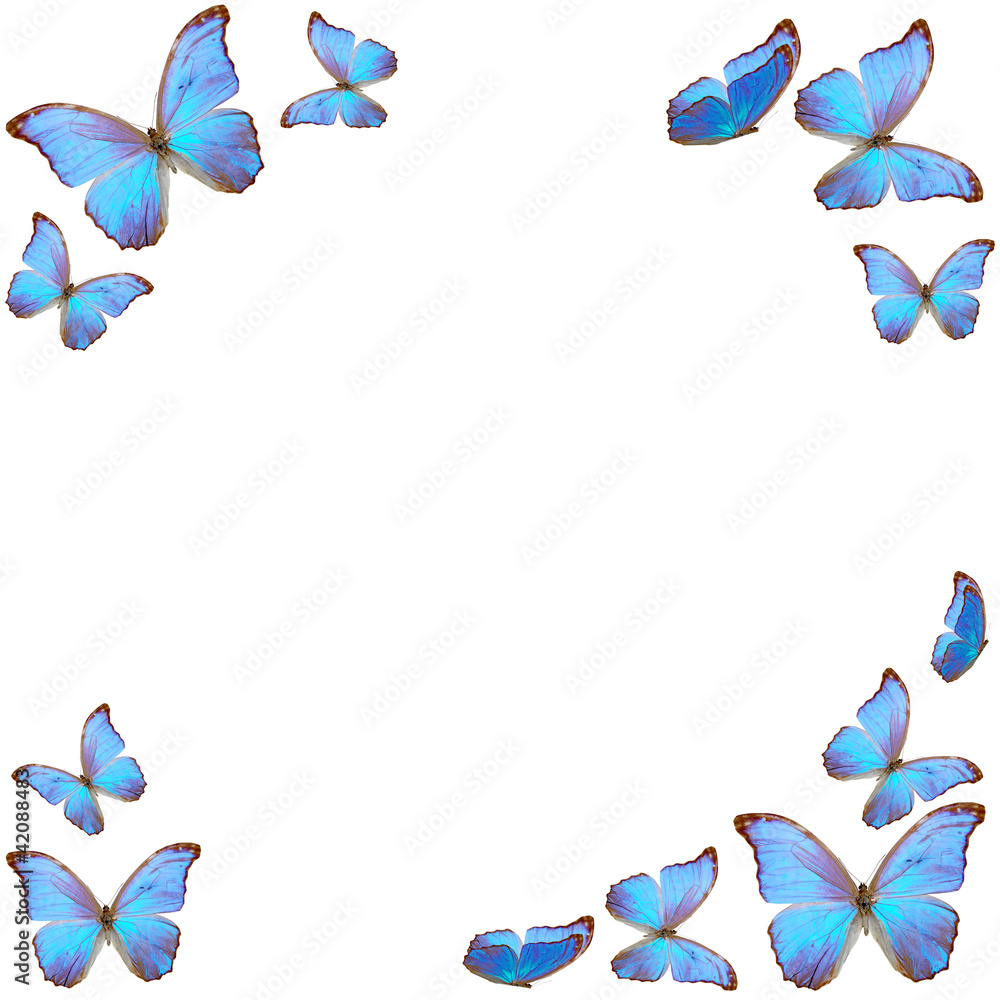 Naklejka premium frame of blue butterfly