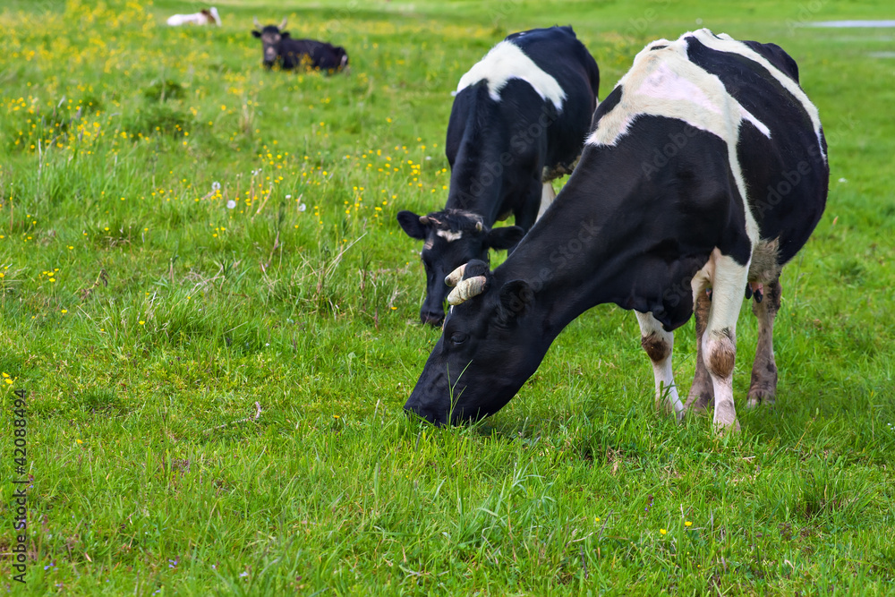 cows on a pasture