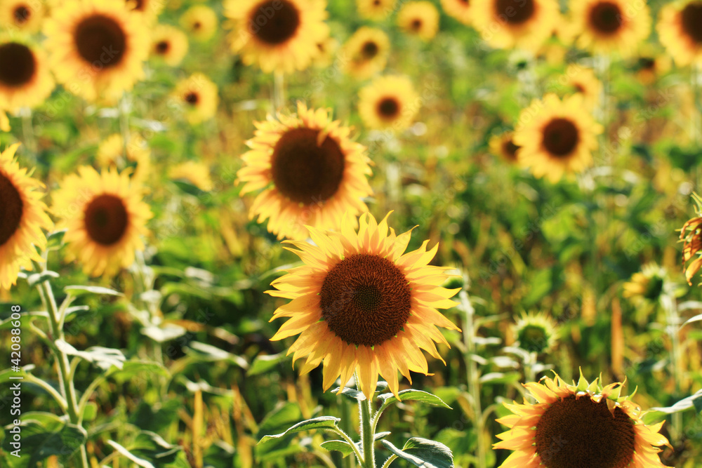 Fototapeta premium Sunflowers field