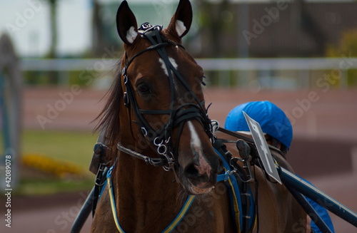 Bilde på lerret cheval de course
