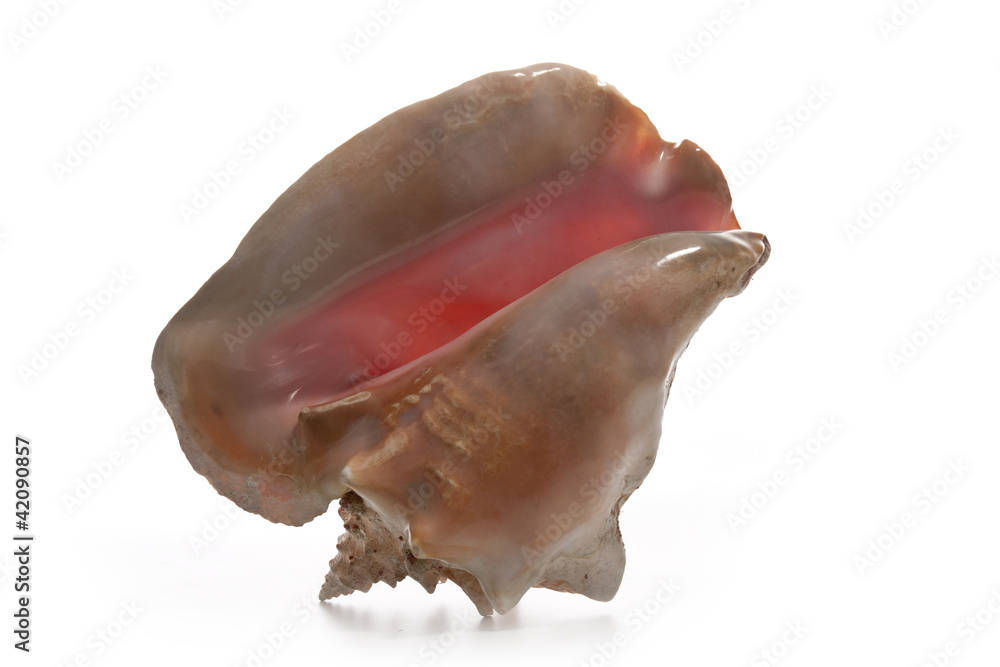snail shell snail shell