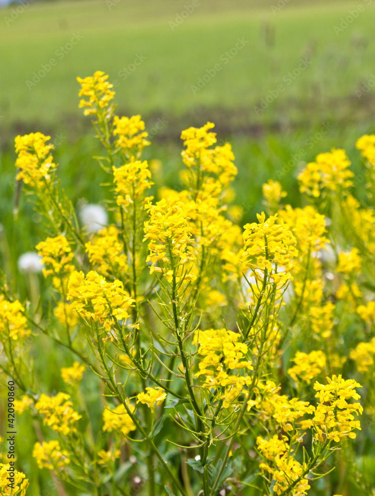 yellow flowers