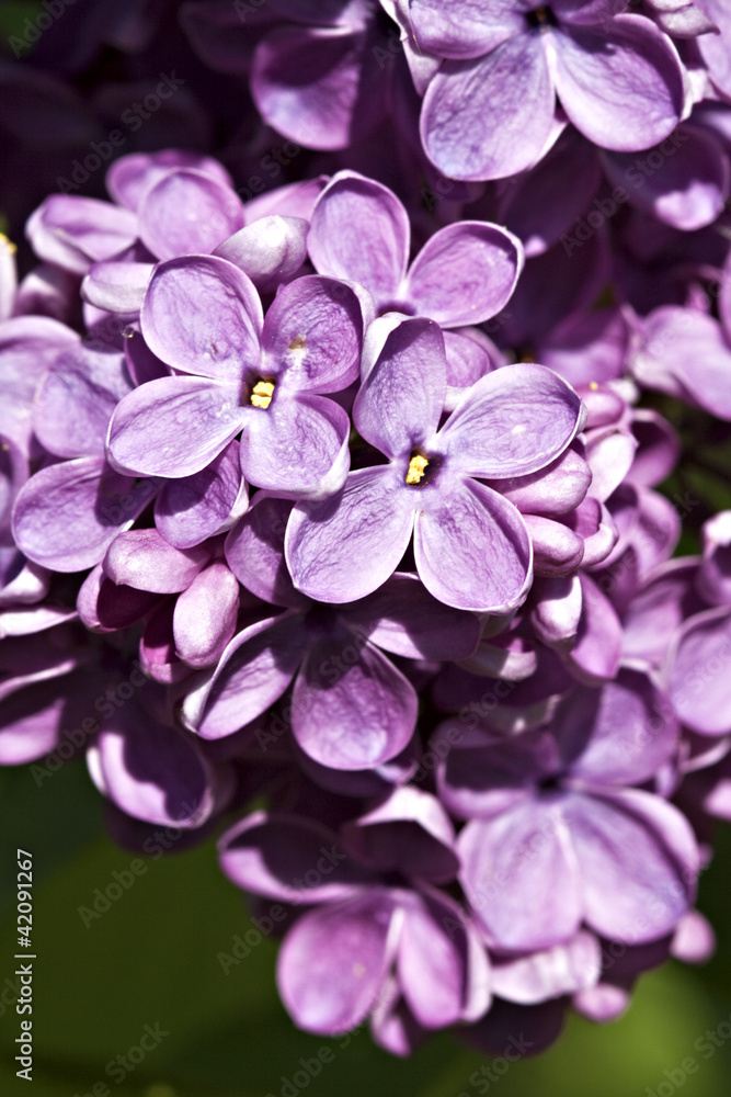 Lilac in bloom. Lilac in bloom.