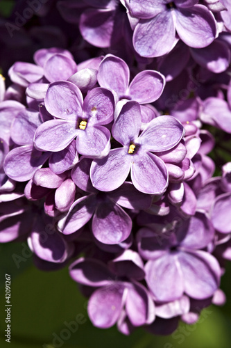 Lilac in bloom. © martinsl73