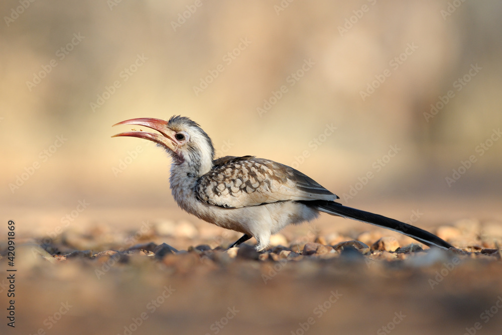 Damara Hornbill feeding on ground. Damara Hornbill feeding on ground.