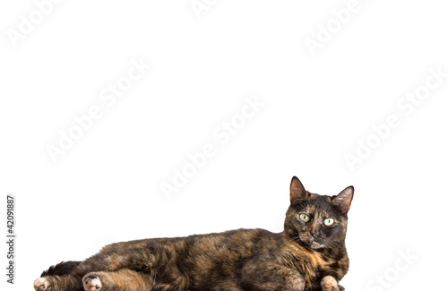 tortoiseshell cat photo