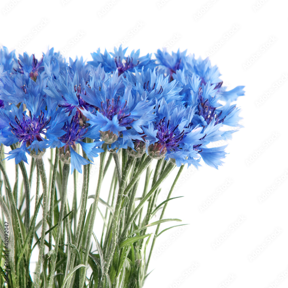 Obraz premium Blue cornflower flowers bouquet in vase isolated