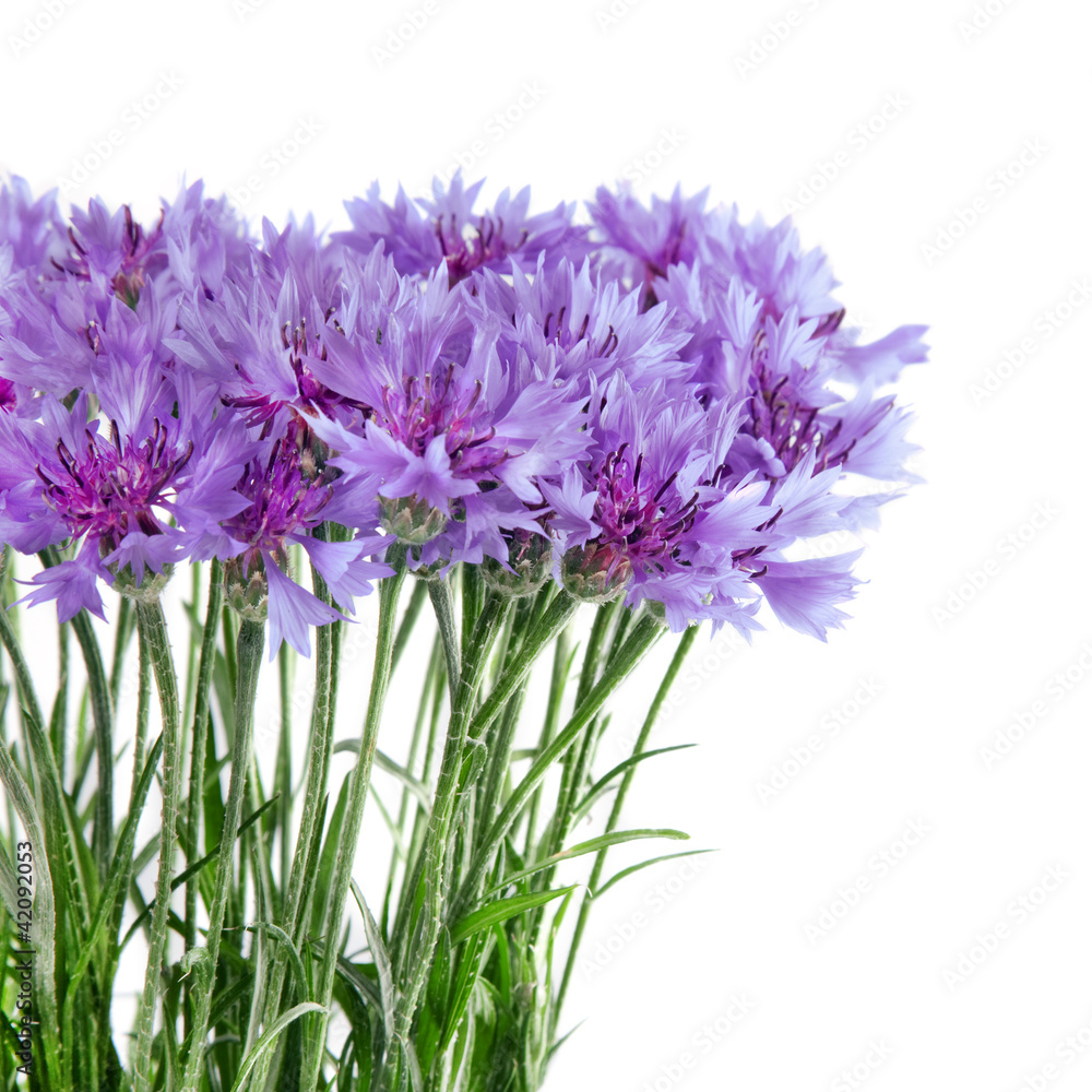 Fototapeta premium Cornflower flowers bouquet isolated on white background