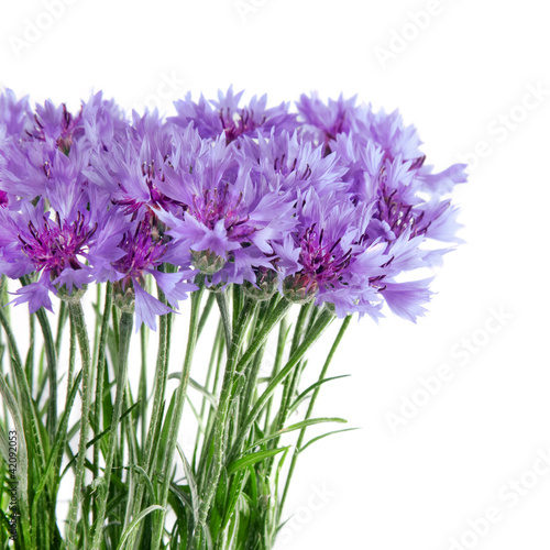 Cornflower flowers bouquet isolated on white background