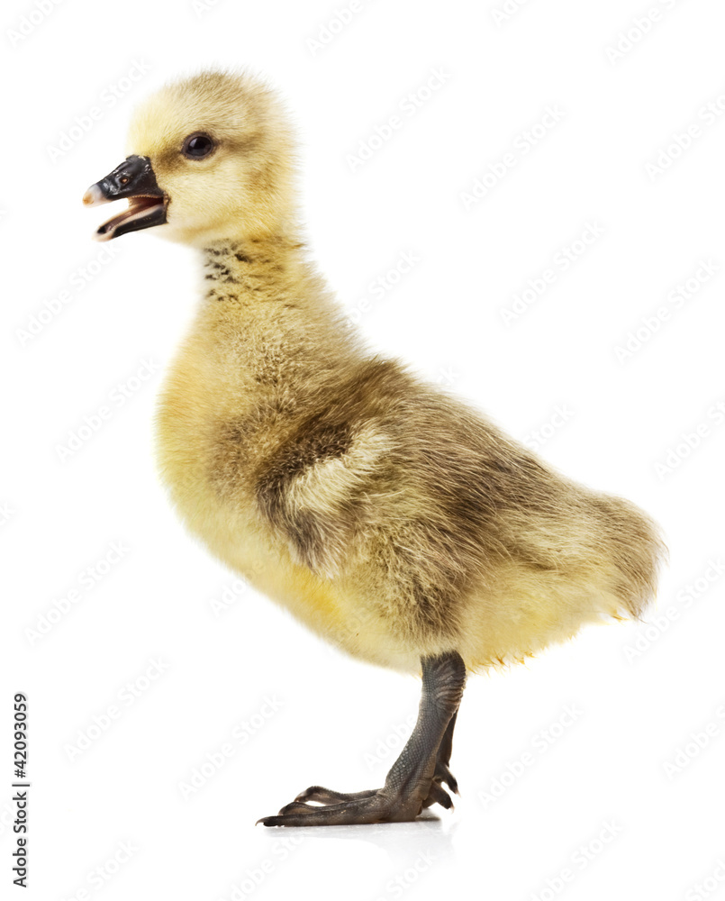 gosling gosling