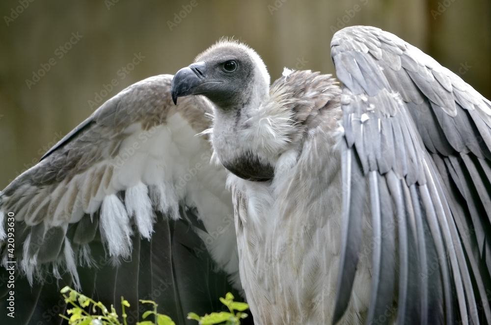 Obraz premium Closeup white-backed vulture (Gyps africanus)