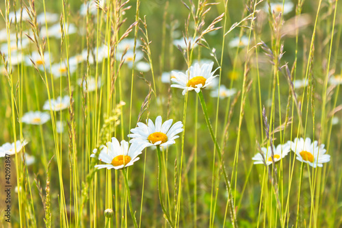 Fototapeta Naklejka Na Ścianę i Meble -  Margeriten versteckt im Gras