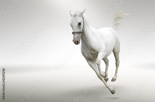 Fototapeta White horse