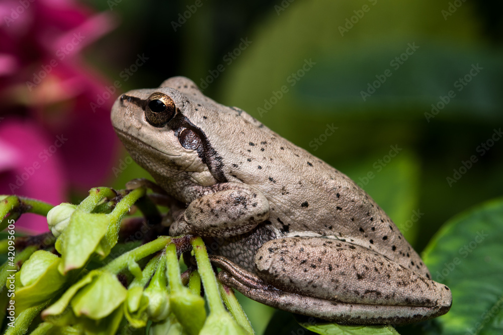 Fototapeta premium petite grenouille rainette