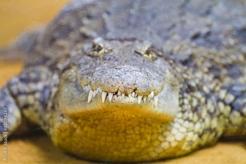 Obraz premium crocodile jaws