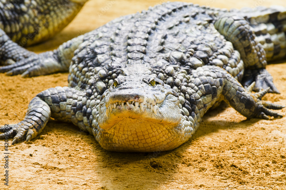 Fototapeta premium Alligator ready to strike