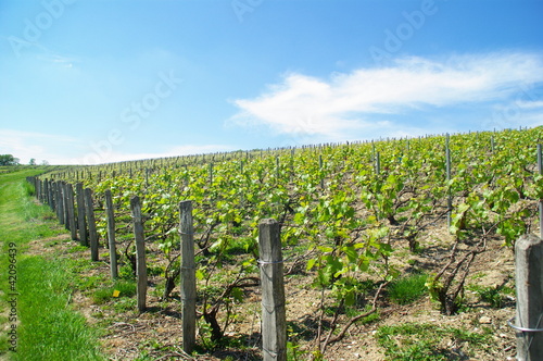 Foto Jeunes vignes