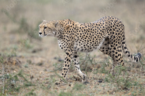 Cheetah walking in rain.
