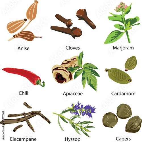 set of different spices