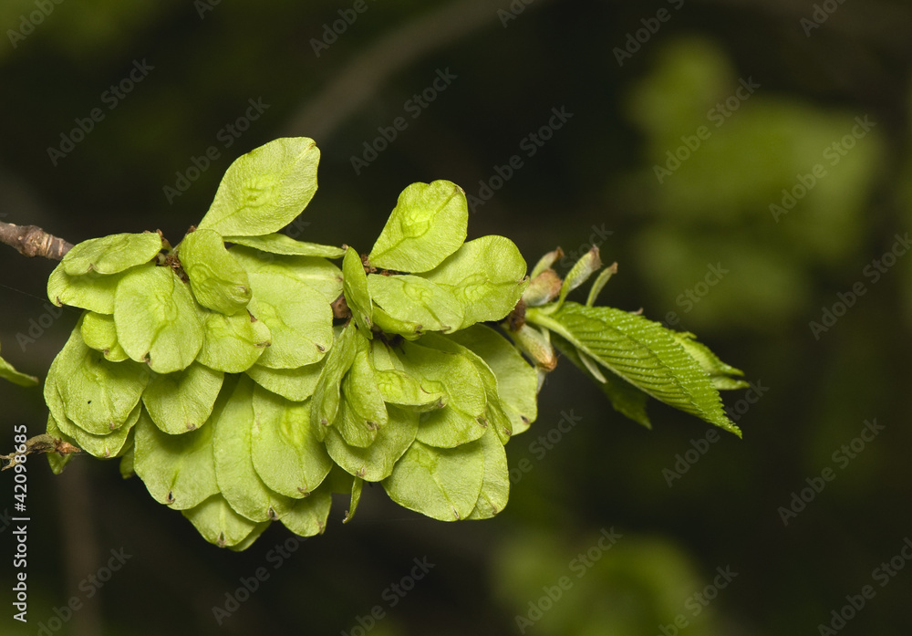 Flower elm