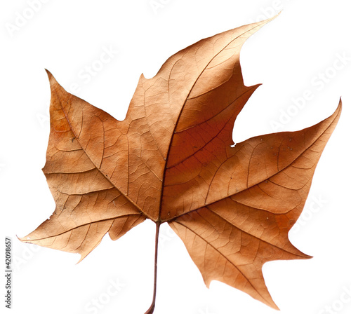 Dead leaf