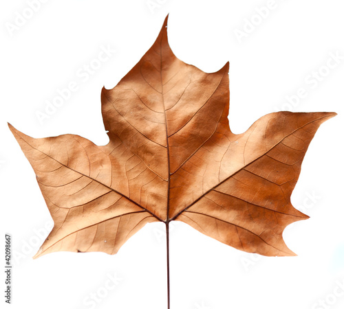 Dead leaf