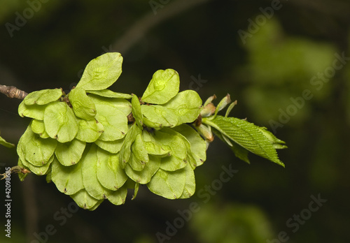 Obraz na płótnie Flower elm w salonie