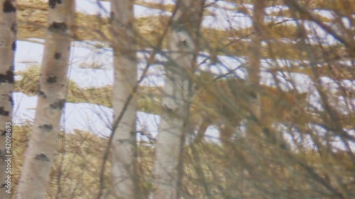 Wallpaper Mural Fuchs Torontodigital.ca