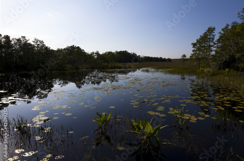 colourful lilypads on pond trees and clouds reflect in between